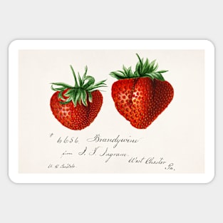 Strawberries Vintage Book Sticker